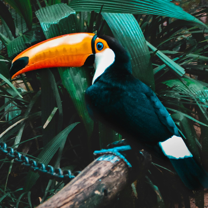 Conoce Foz do Iguaçú - Brasil