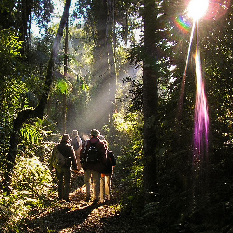 Camina por el medio de la selva