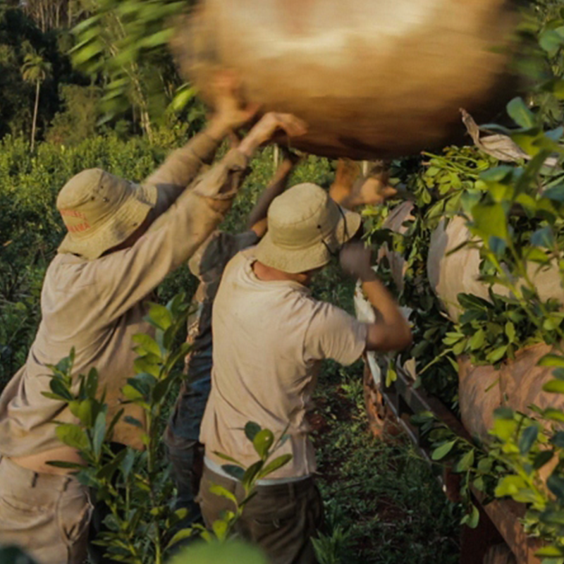 El proceso de la yerba mate
